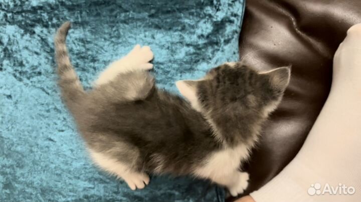 Двое месячных котят
