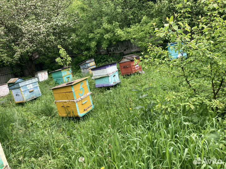 Пчелы и улья