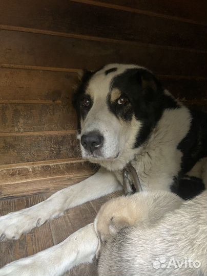 Щенки метисы сао