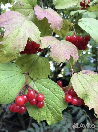 Калина ягоды, с доставкой