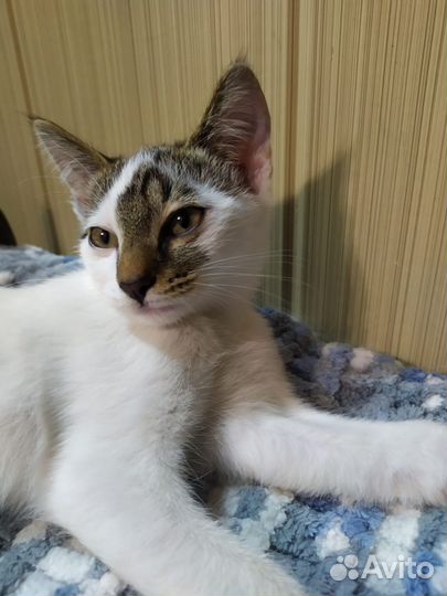 Котенок мальчик