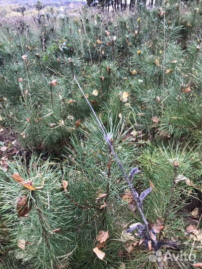 Саженцы сосны