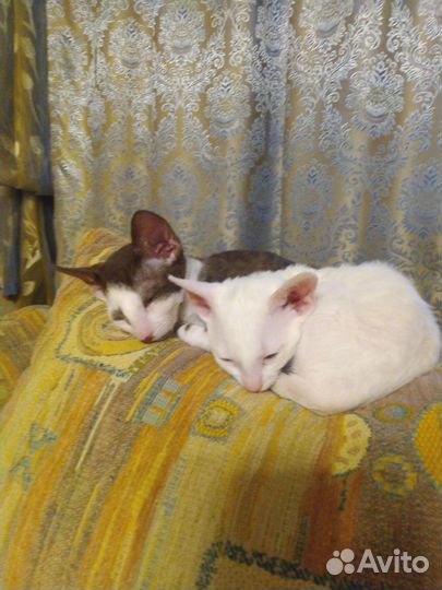 Котята корниш-рекс