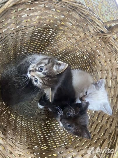 Котята в дар