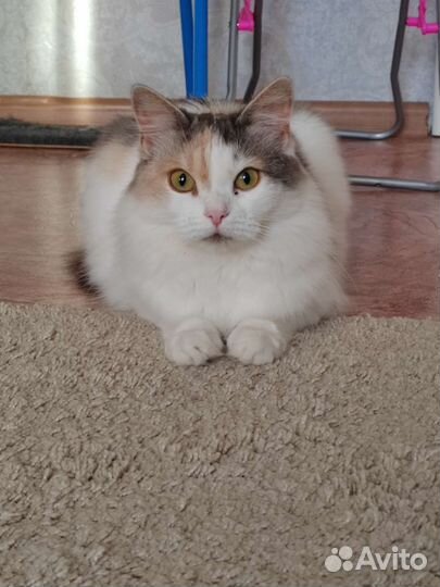 Кошка в добрые руки