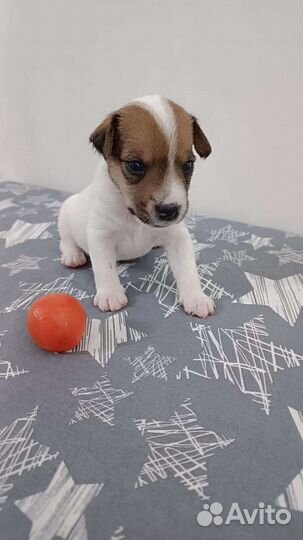 Щенки Рассел Парсон