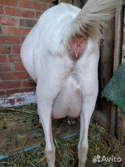 Козы дойные зааненская и кубанская