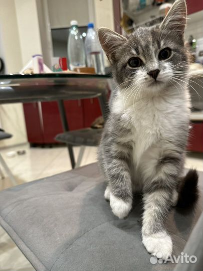 Котята крысоловы