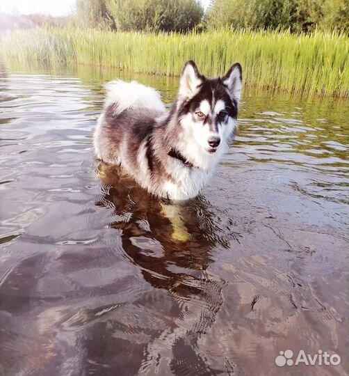Сибирский хаски вязка