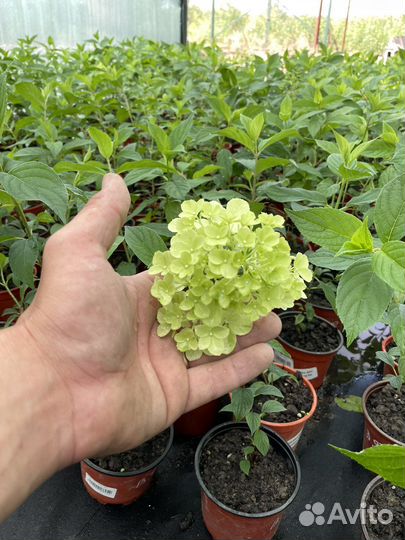 Гортензия метельчатая