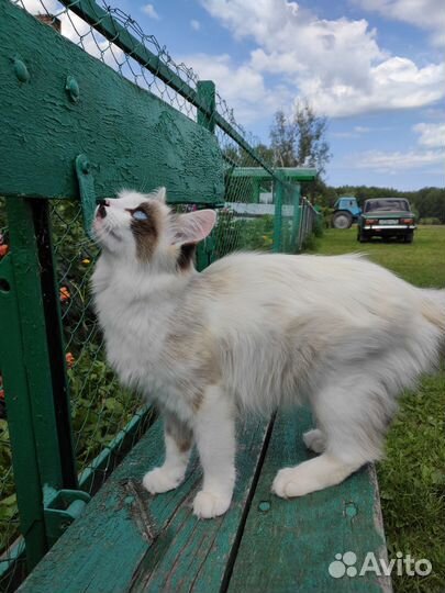 Кошка (привезем в Томск)