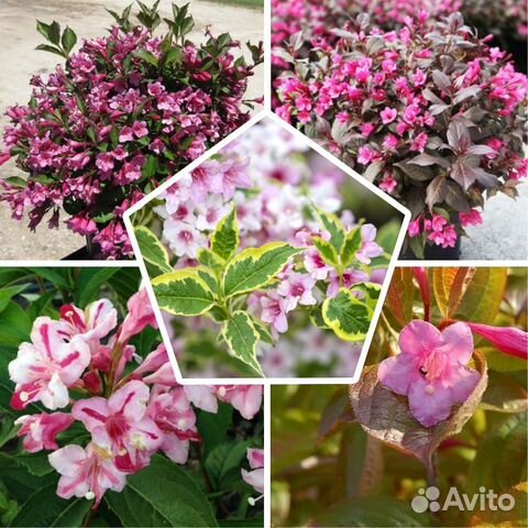 Саженцы Вейгела 5 сортов в горшке 1л доставка купить в Севастополе ...