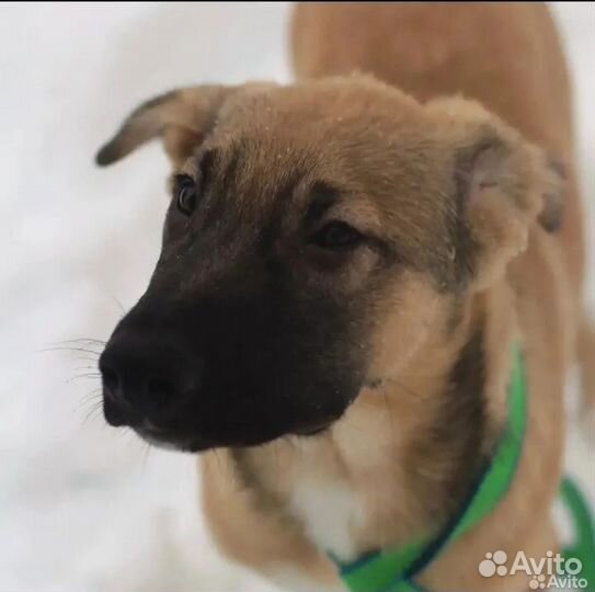 Щенок в добрые руки бесплатно