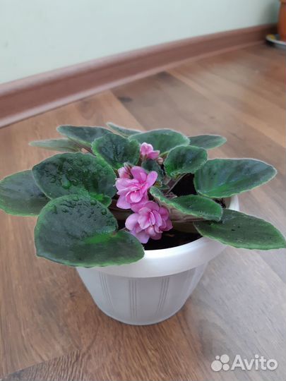 Фиалка цветущая розовая в горшочке