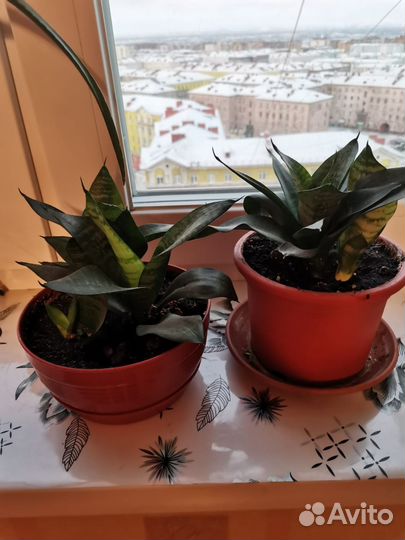 Сансевиерия