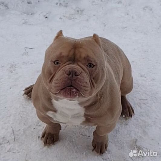 Продаю Экзот