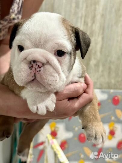 Английский бульдог