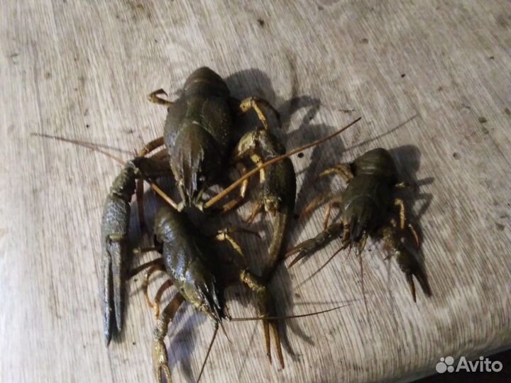 Живые раки и варёные