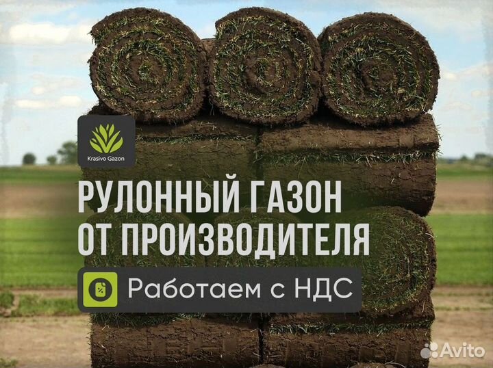 Рулонный газон 100% приживаемость