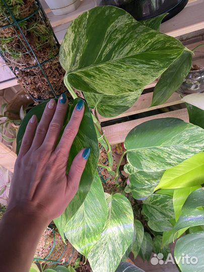 Эпипремнум марбл квин моссток