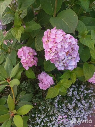 Гортензия крупнолистная