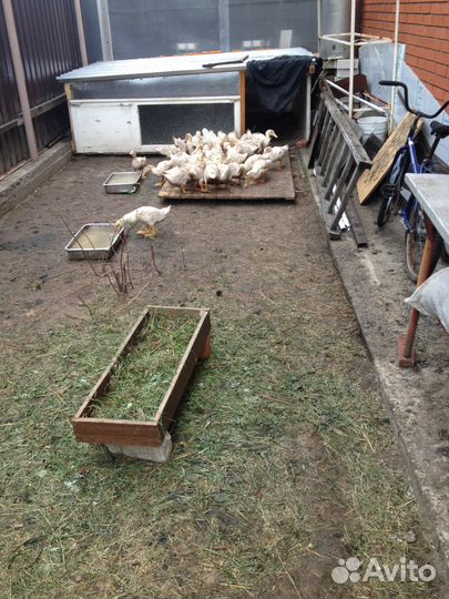 Утки - Индоутки