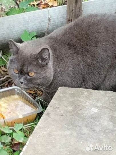 Кошки в добрые руки