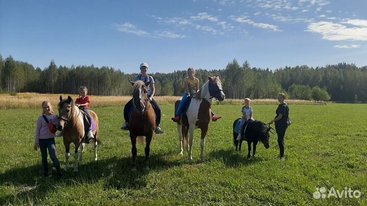 Катание на лошадях и пони. Прокат
