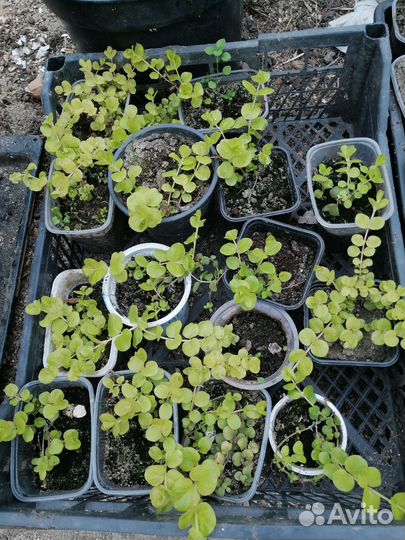 Вербейника монетчатый