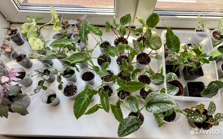 Комнатные растения