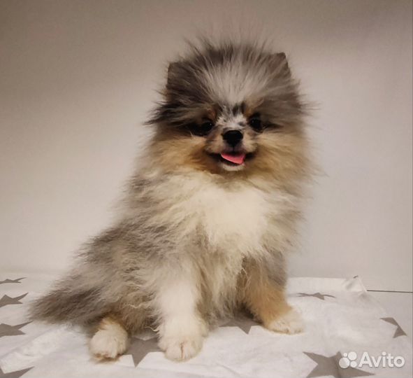 Щенки шпица