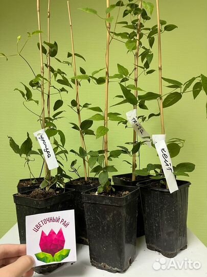 Клематис Принцесса Кейт