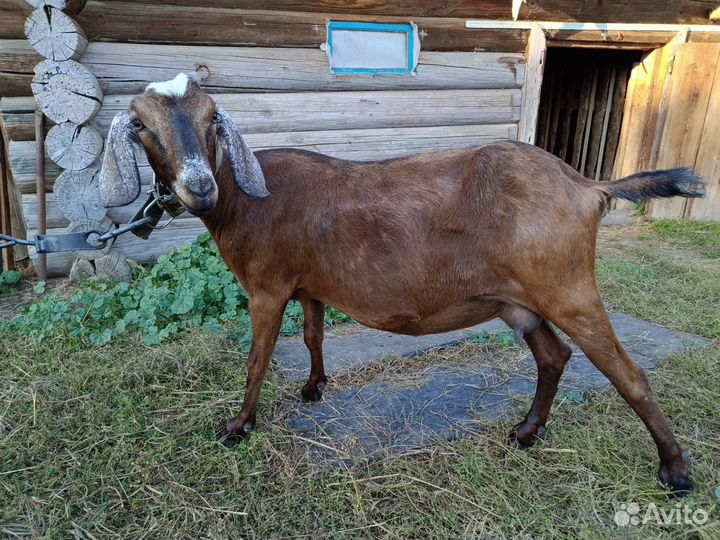 Англо нубийская коза и козлик