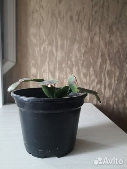 Декабрист, шлюмбергера