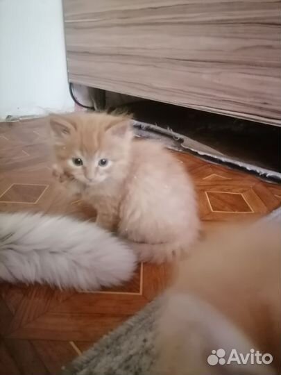 Кошка в дар бесплатно