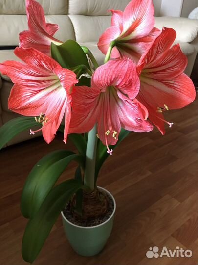 Гиппиаструм