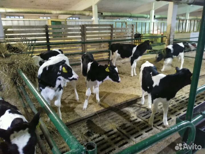 Телята бычки