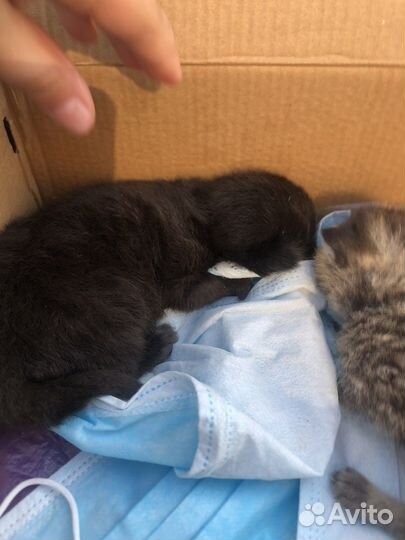 Котята в добрые руки