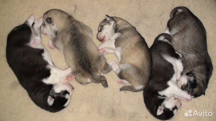 Собаки щенки