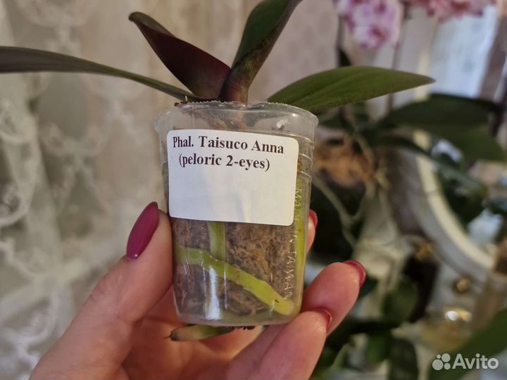 Орхидея фаленопсис бабочка