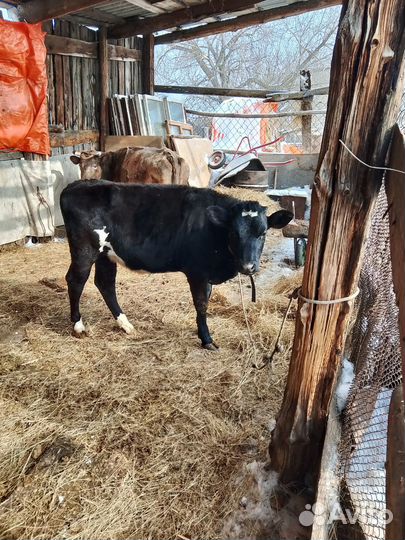 Продам телку