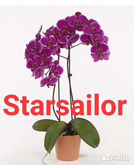 Орхидея фаленопсис