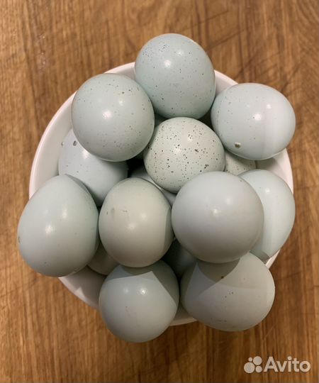 Яйца перепелиные инкубационное