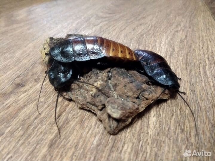 Мадагаскарские тараканы