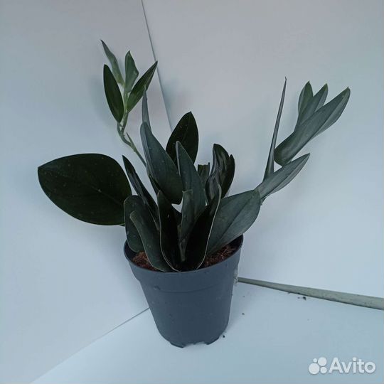 Сциндапсус