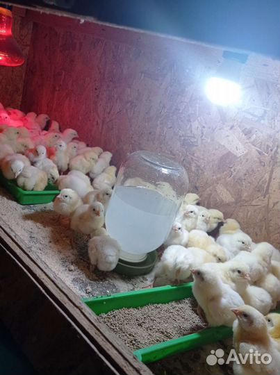 Цыплята бройлера