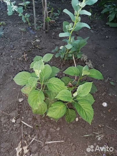 Гортензия саженцы