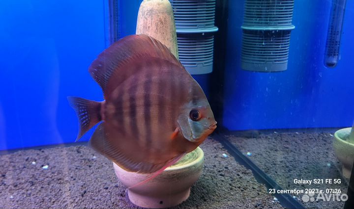 Дискус, Фильтр