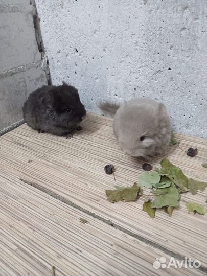 Шиншиллы