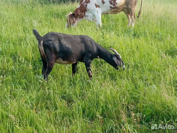 Козы дворянки и нубийские процентные